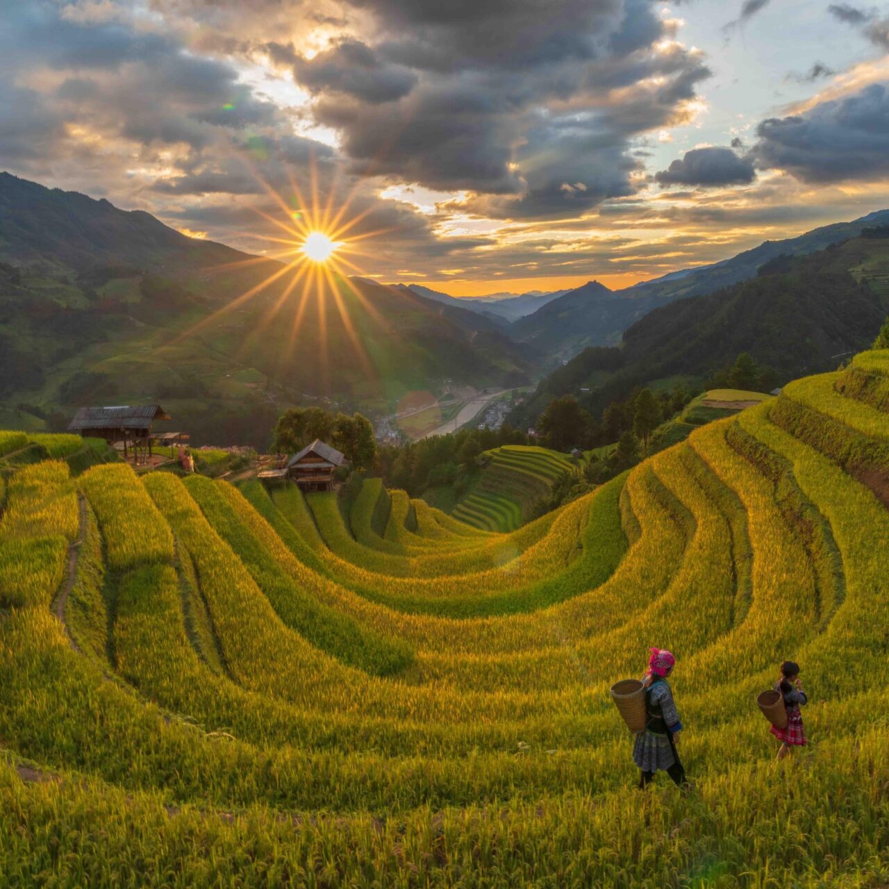 The golden season of  Mu Cang Chai