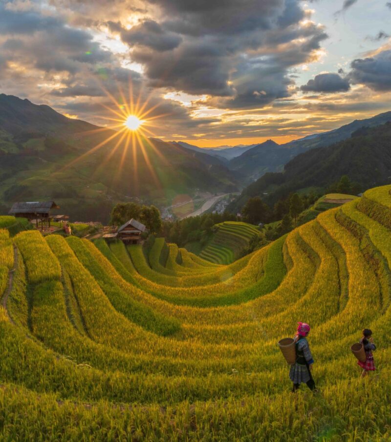 The golden season of  Mu Cang Chai