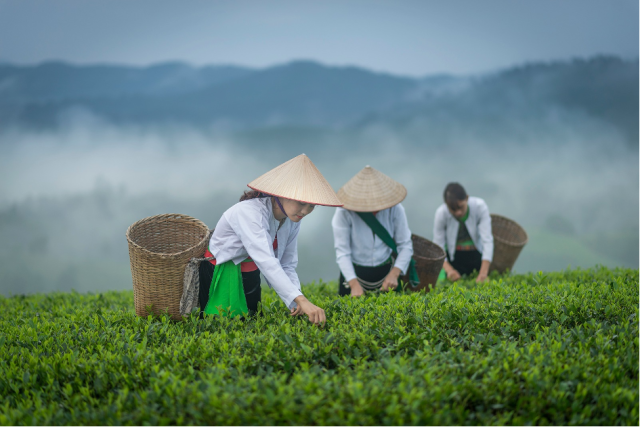 Vietnam photography tour highlights, Mu Cang Chai rice terraces and Hoi An lantern festival.