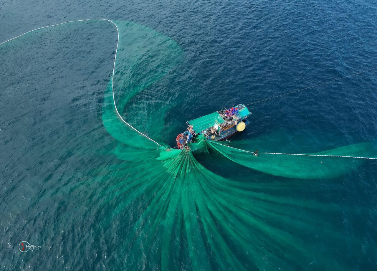 Cast a net for anchovies Cast a net for anchovies