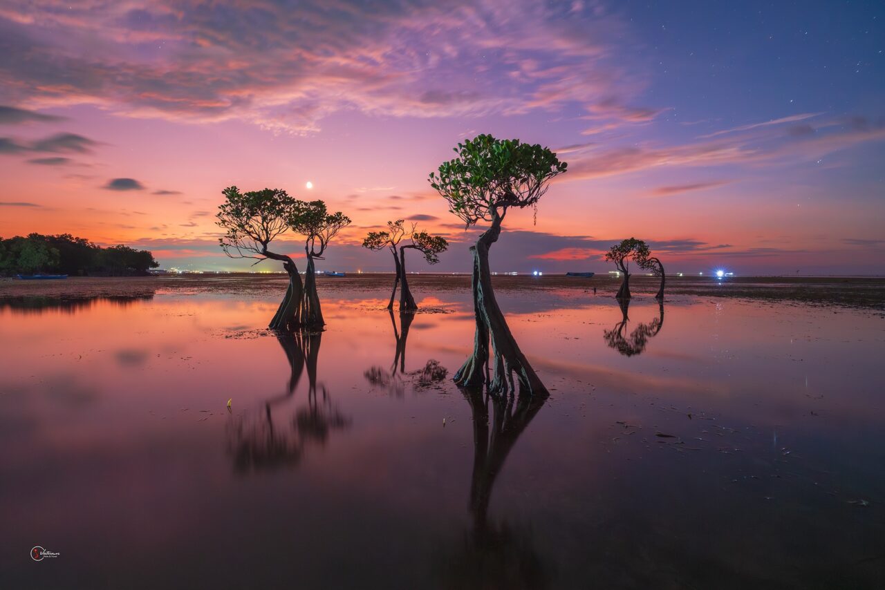 Dancing trees