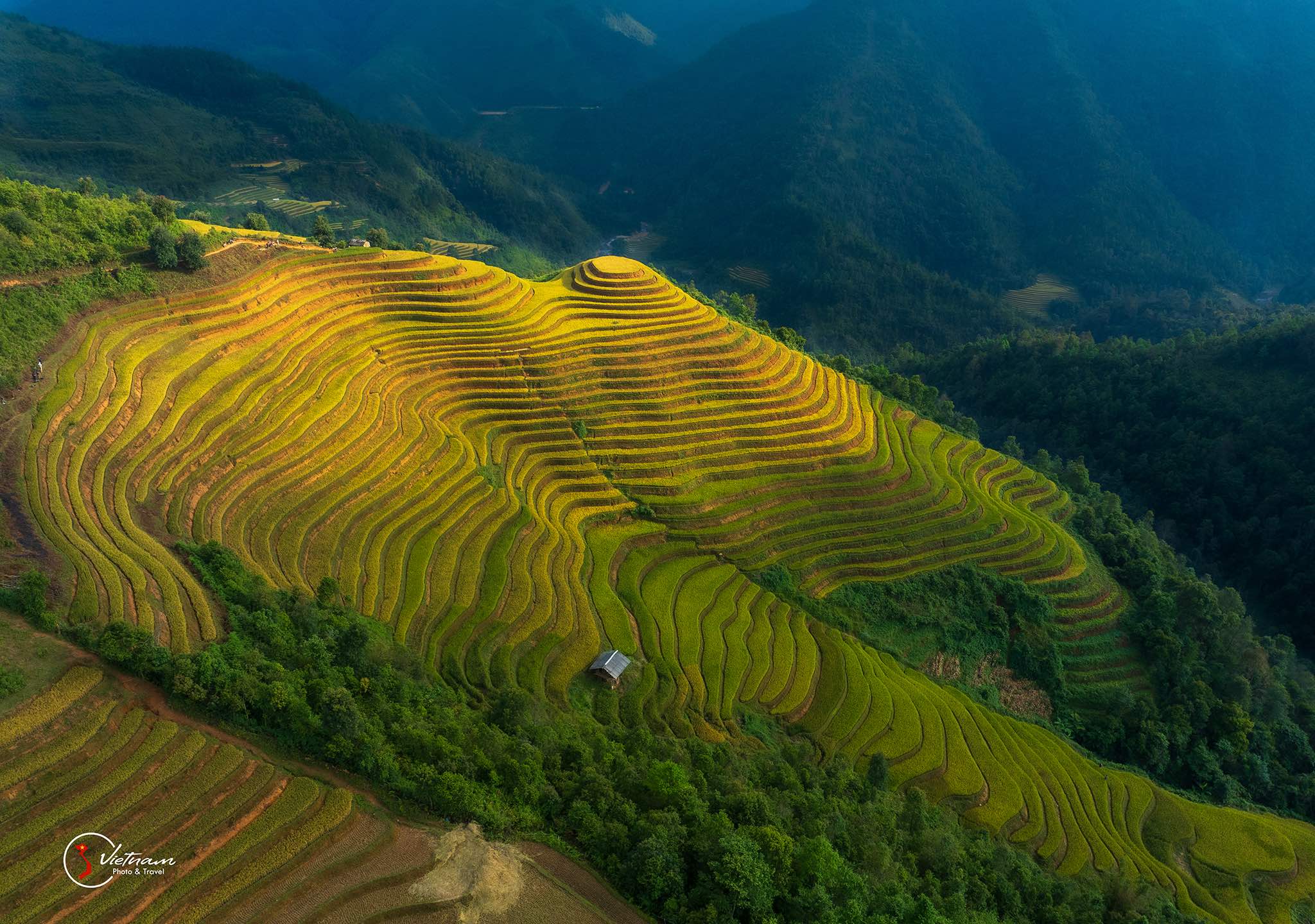 Cascading rice terraces in Mu Cang Chai during harvest