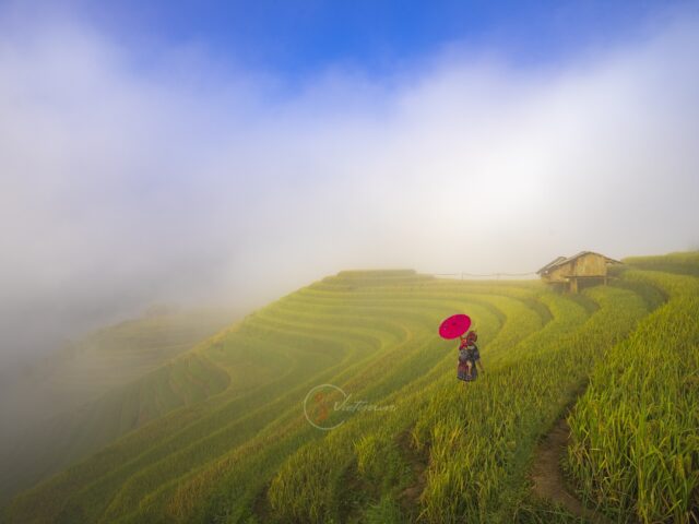 Photographing Mu Cang Chai in Rice Harvest Season: A Local Photographer’s Guide