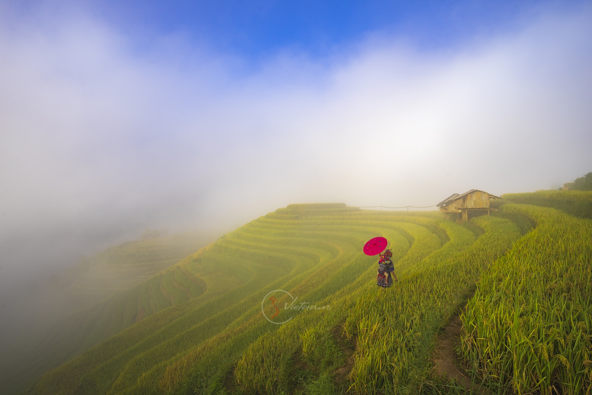 Golden rice terraces of Mu Cang Chai during harvest season